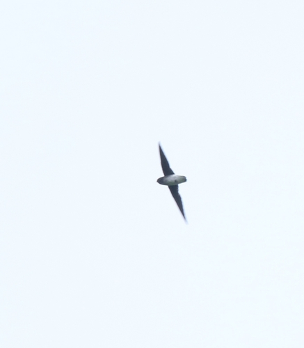 White-rumped Spinetail (Zoonavena sylvatica)