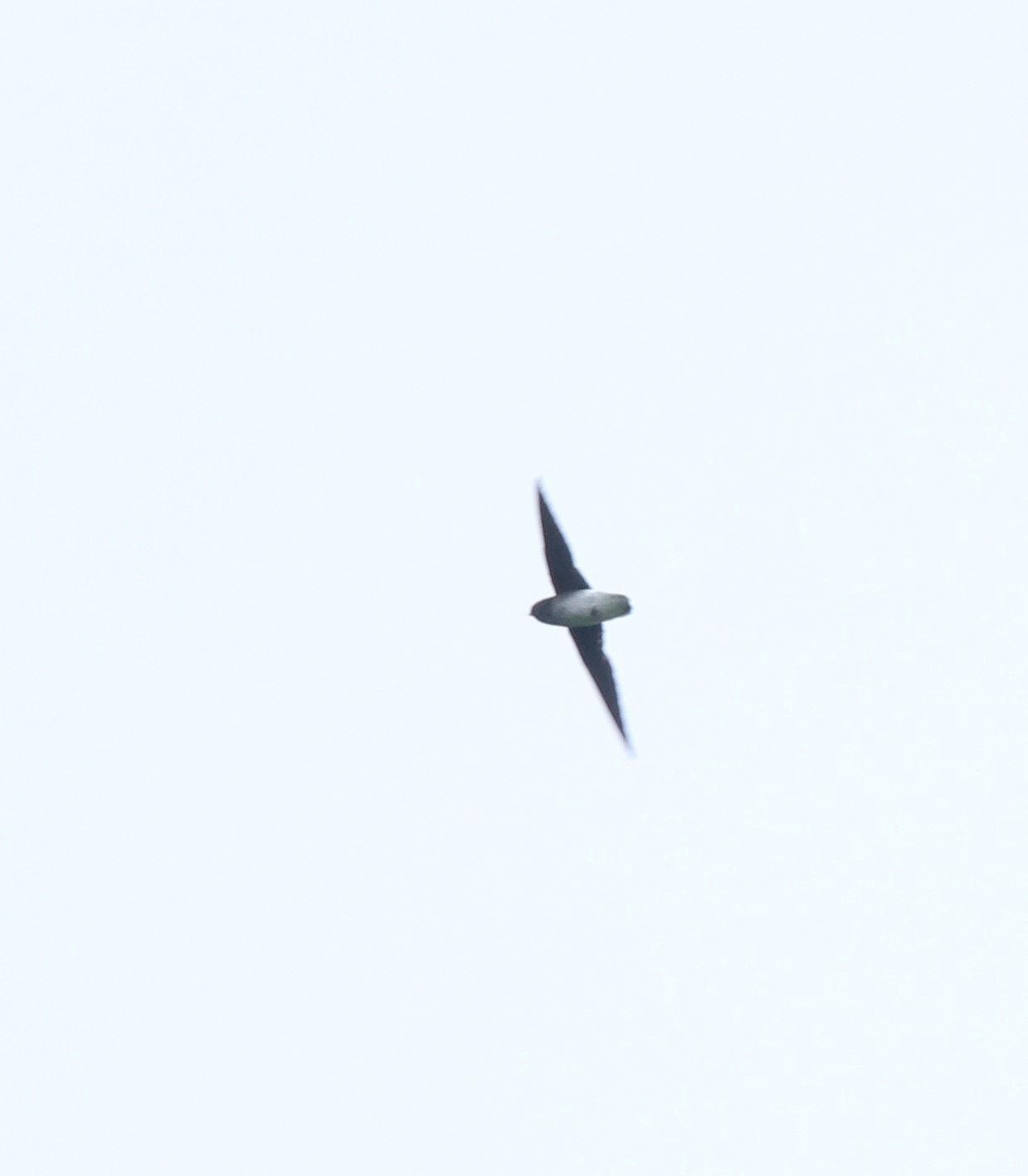 White-rumped Spinetail (Zoonavena sylvatica), photo 1