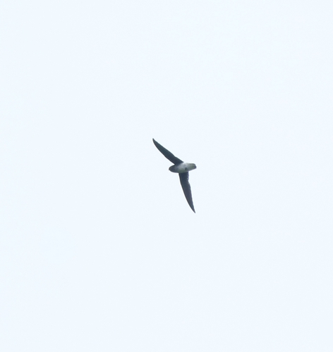 White-rumped Spinetail (Zoonavena sylvatica), photo 2