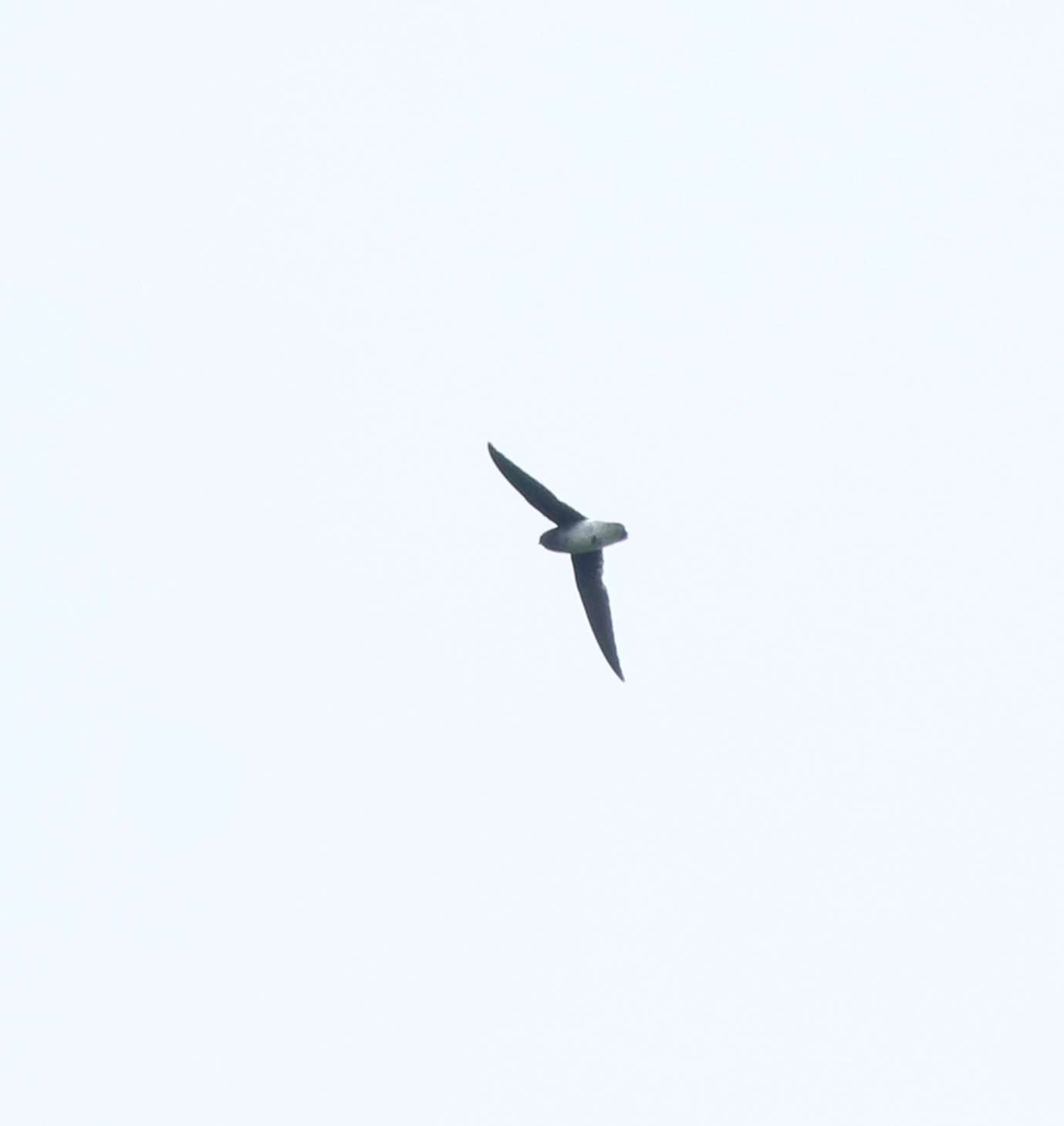 White-rumped Spinetail (Zoonavena sylvatica), photo 2
