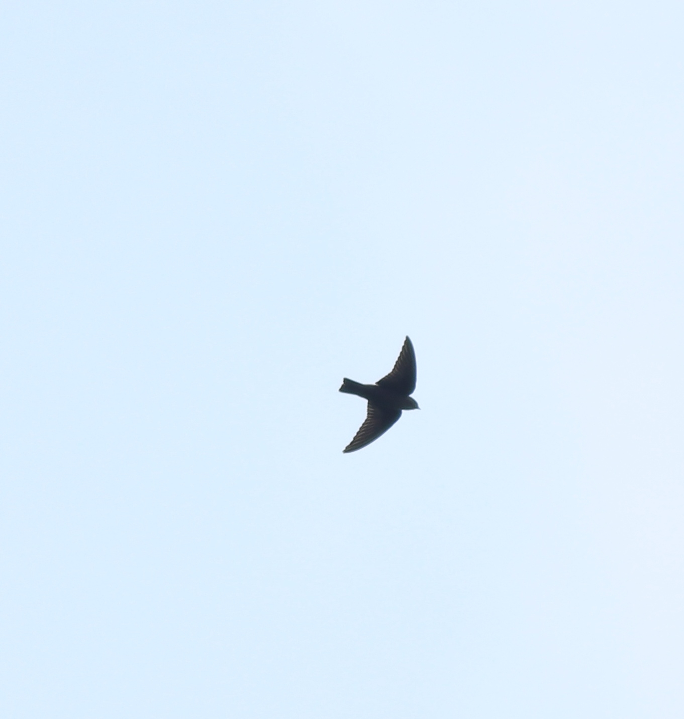 Dusky Crag Martin