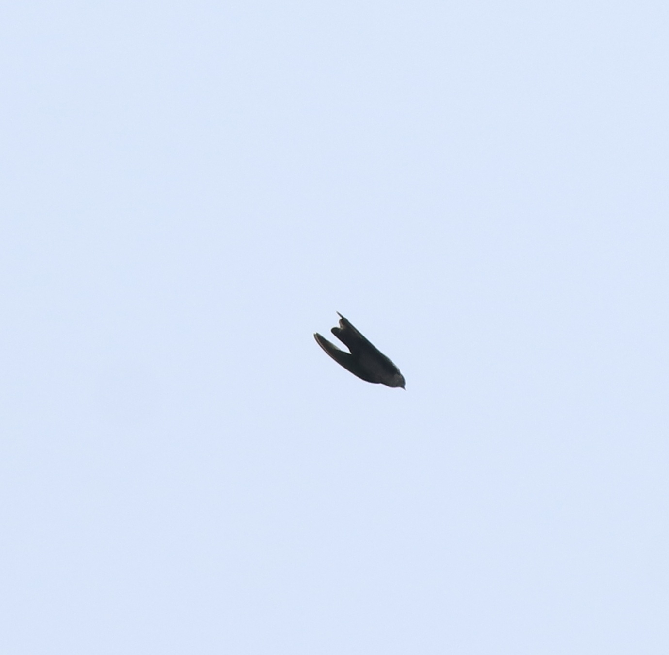 Dusky Crag Martin