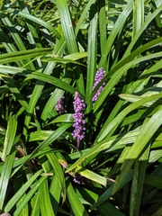 Liriope muscari