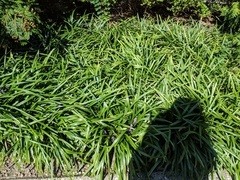 Liriope muscari