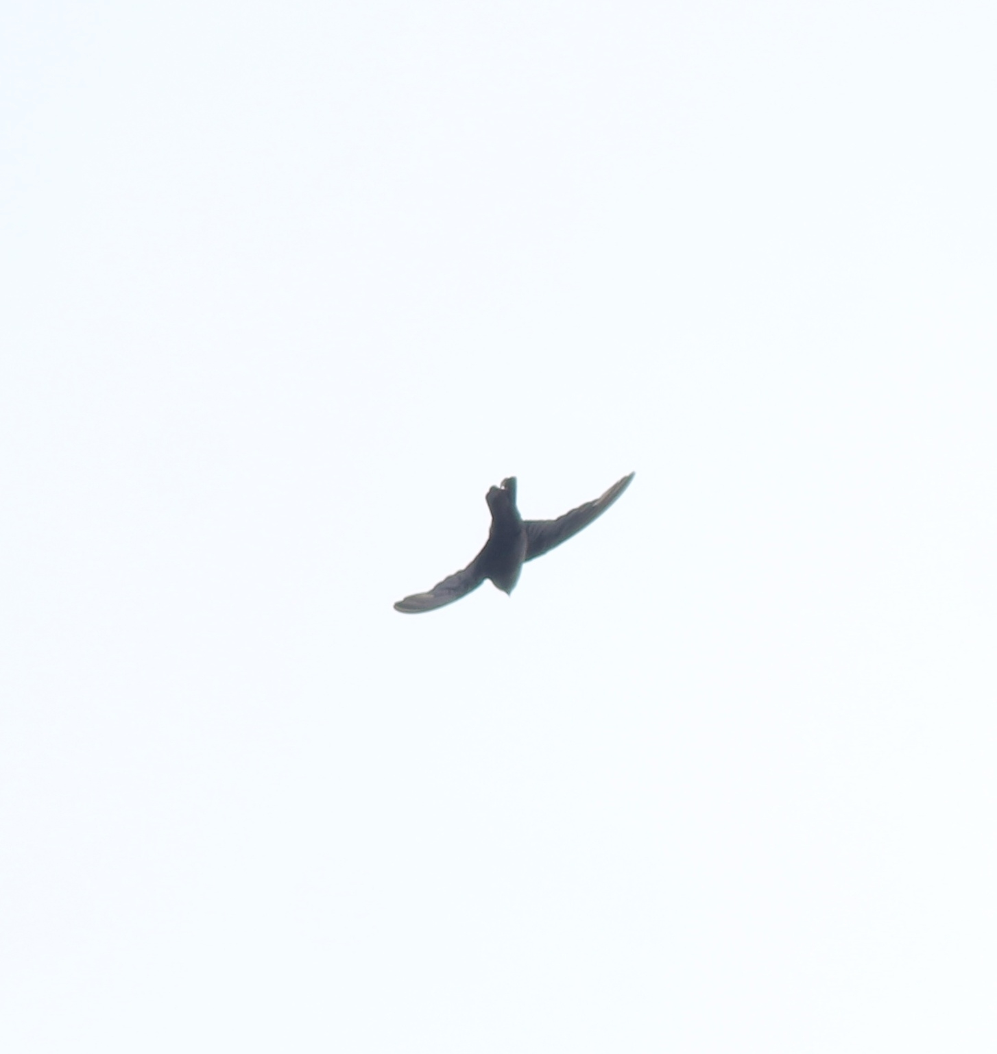 Dusky Crag Martin