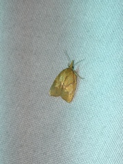 Cenopis reticulatana