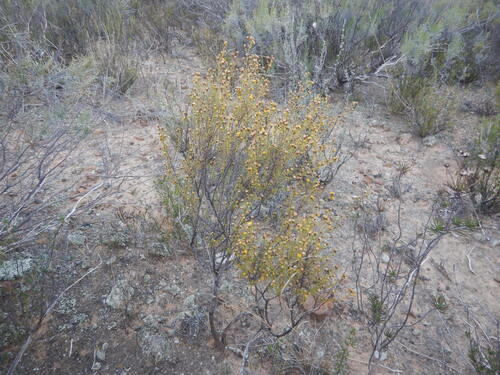 Littleleaf Autumnaster (Marasmodes oubinae)