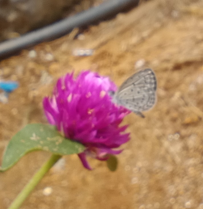 Tiny Grass Blue