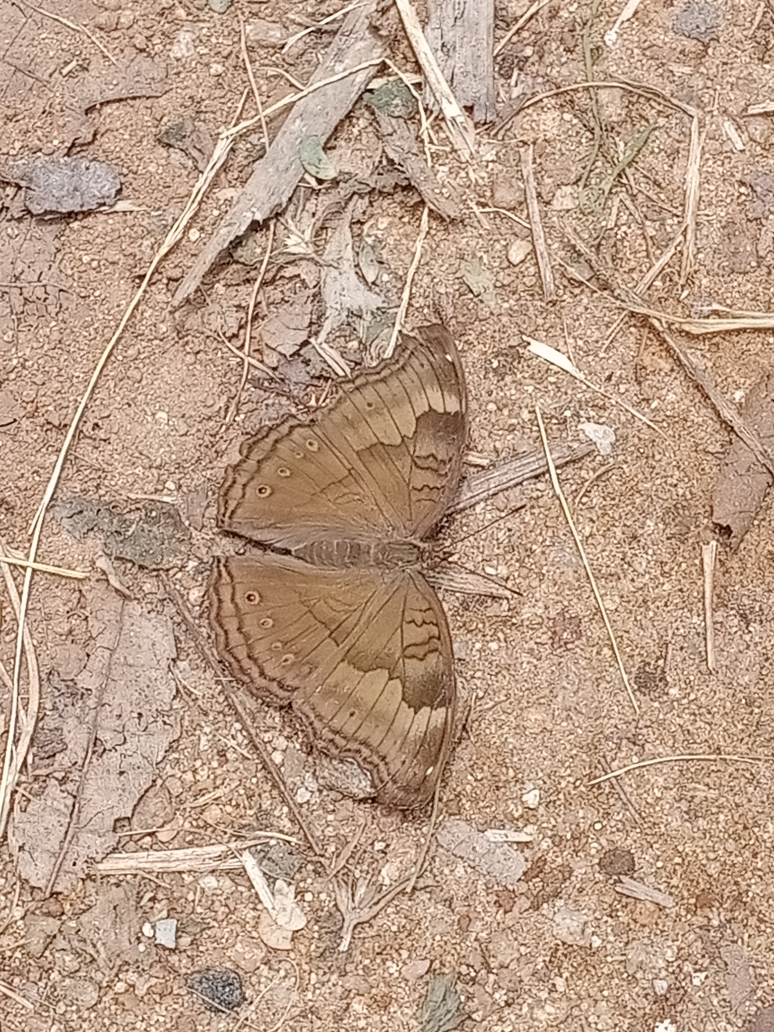 Chocolate Pansy