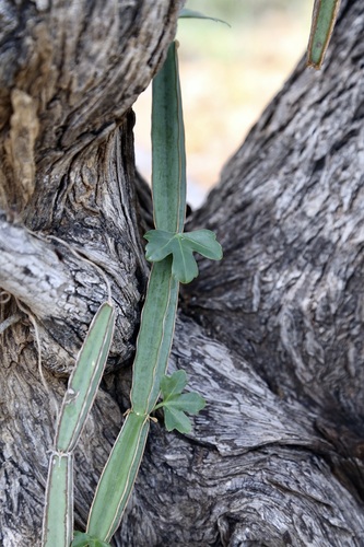 Cissus cactiformis