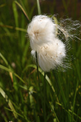 Eriophorum scheuchzeri