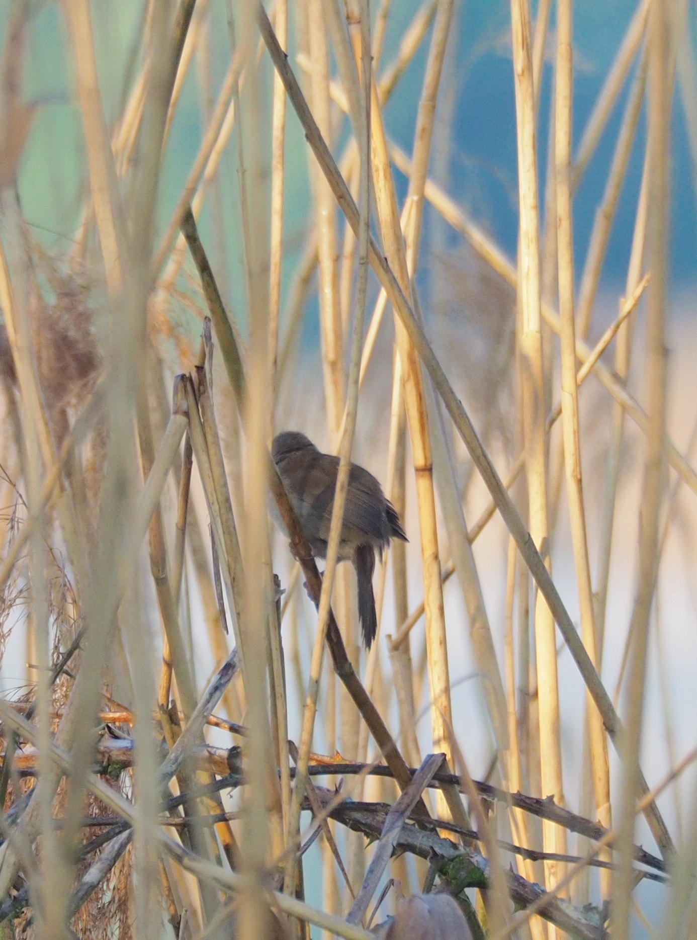 Cetti's Warbler