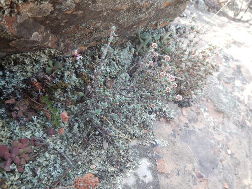 Antimima dasyphylla