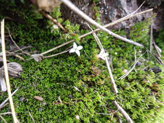 Arcytophyllum filiforme