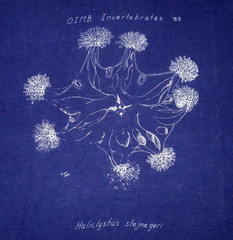 Haliclystus sanjuanensis