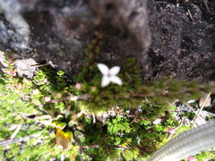 Arcytophyllum filiforme