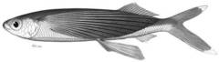 Japanese Flyingfish photo 4