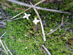 Arcytophyllum filiforme