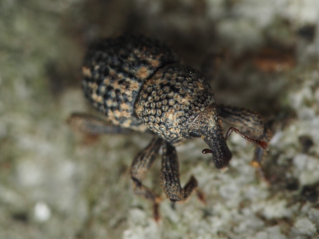 Simulatacalles in April 2025 by Miles 小智 · iNaturalist