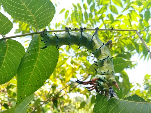 Regal Moth