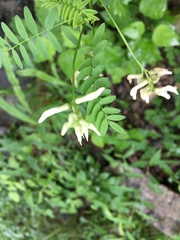 Astragalus neglectus
