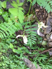 Astragalus neglectus