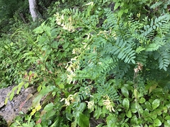 Astragalus neglectus