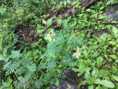 Astragalus neglectus