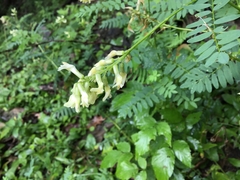 Astragalus neglectus