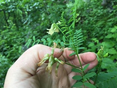 Astragalus neglectus