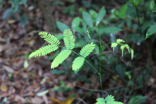 Albizia corniculata, 2025-04-27