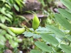Astragalus neglectus