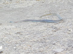 Psammophis mossambicus