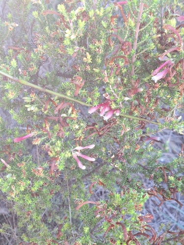 Image of Erica discolor by (c) Adele SL, some rights reserved (CC BY)