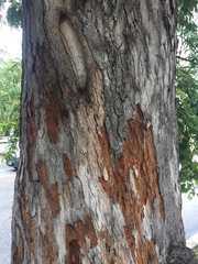Tamarindus indica