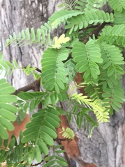 Tamarindus indica