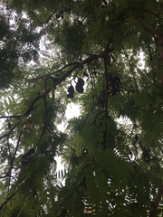 Tamarindus indica