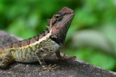 Forest Garden Lizard photo 3