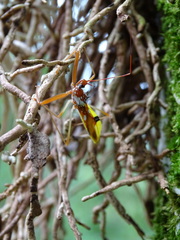 Epidaus famulus