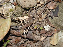 Hemiphyllodactylus typus