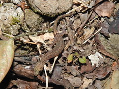 Hemiphyllodactylus typus