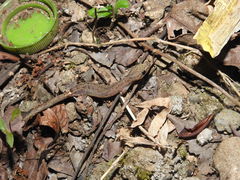 Hemiphyllodactylus typus