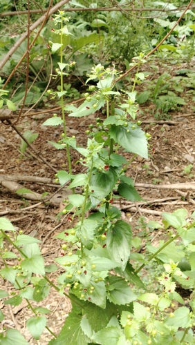 Image of Mediterranean Figwort (Scrophularia peregrina) by (c) Nico Hernandez, some rights reserved (CC BY)