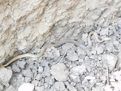 Psammophis mossambicus
