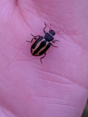 Hippodamia falcigera