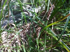 Carex melanostachya