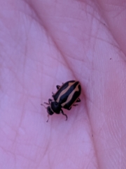 Hippodamia falcigera