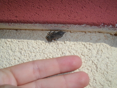 Trichoferus holosericeus