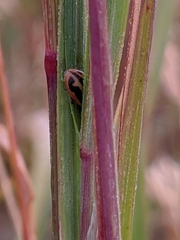 Hippodamia falcigera