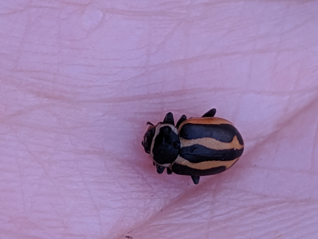 Sickle-marked Lady Beetle